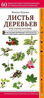 Листья деревьев. Как узнать растение
